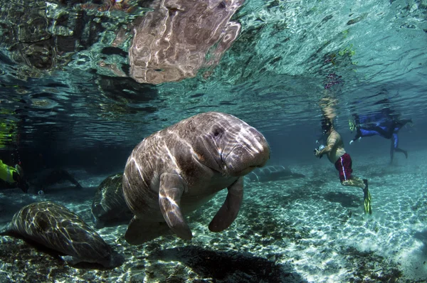 Δυτική Ινδία manatee Εικόνα Αρχείου