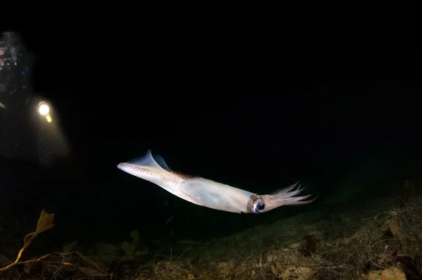 오징어 — 스톡 사진