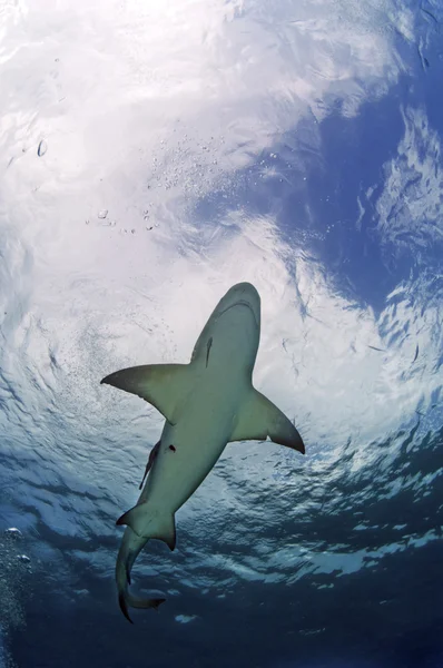 Lemon Shark — Stock Photo, Image