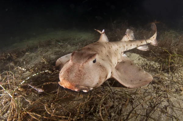 Hoorn-shark — Stockfoto