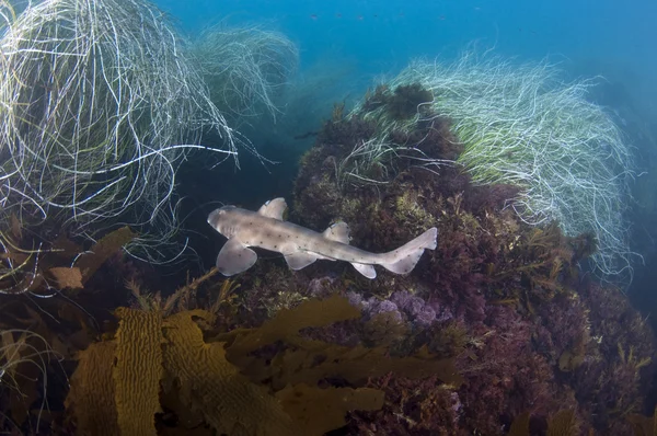 Tiburón cuerno —  Fotos de Stock
