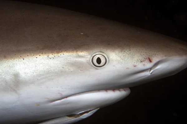 Caribbean Reef Shark — Stock Photo, Image