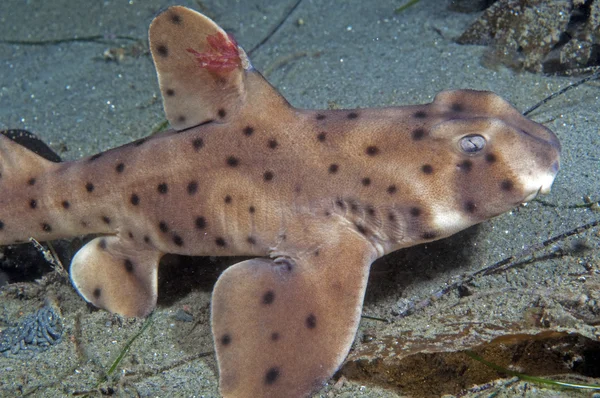 Horn Shark — Stock Photo, Image