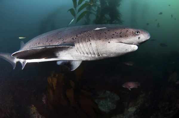 Семижаберная акула — стоковое фото