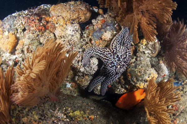 Étoile de mer épineuse — Photo