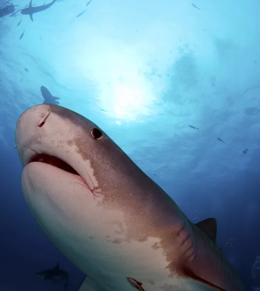 Tiger Shark — Stock Photo, Image