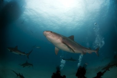 Kaplan köpek balığı