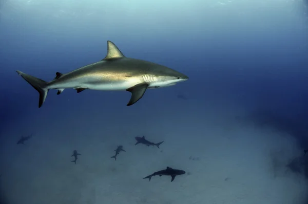Карибська рифова акула — стокове фото