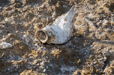 Kaliforniya devletin en kötü ekolojik felaket, Salton Denizi