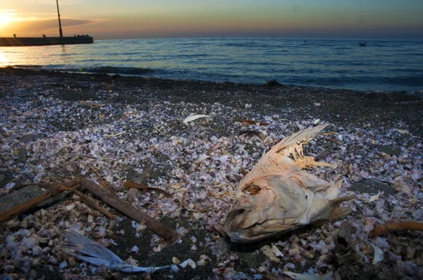 El peor desastre ecológico del estado de California, el Mar de Salton —  Fotos de Stock