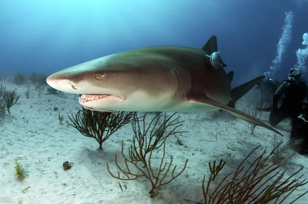 Tiburón limón — Foto de Stock