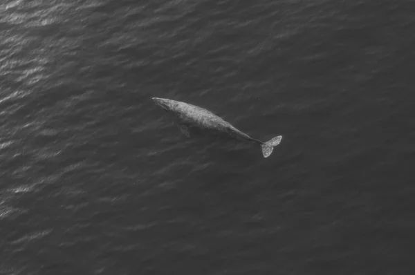 Grijze walvis — Stockfoto