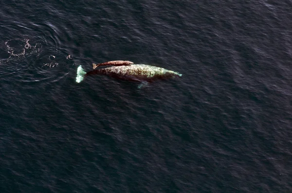 Baleia cinzenta com bezerro — Fotografia de Stock