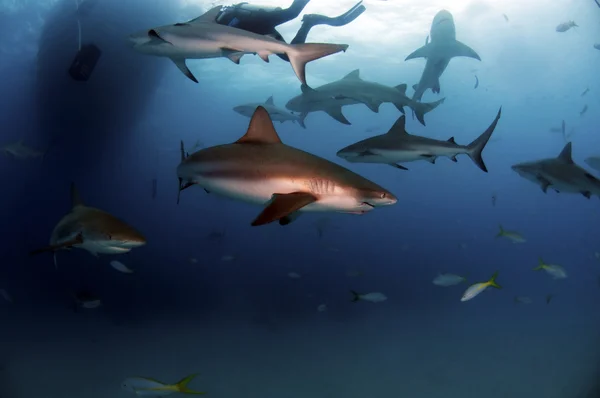 Tiburones de arrecife —  Fotos de Stock
