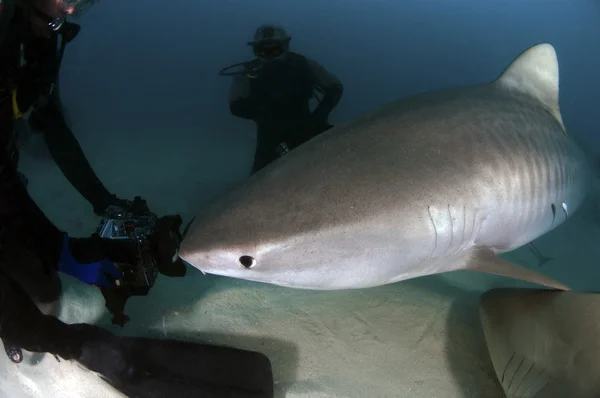 Tiburón tigre — Foto de Stock