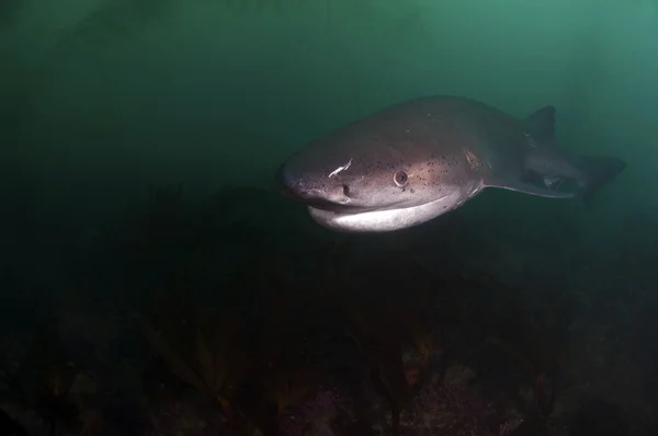 Siete Tiburón branquial — Foto de Stock