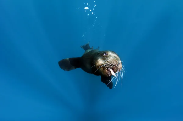 Lion de mer de Californie — Photo