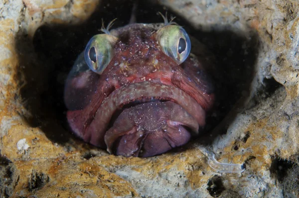 Sarkastinen Fringehead — kuvapankkivalokuva