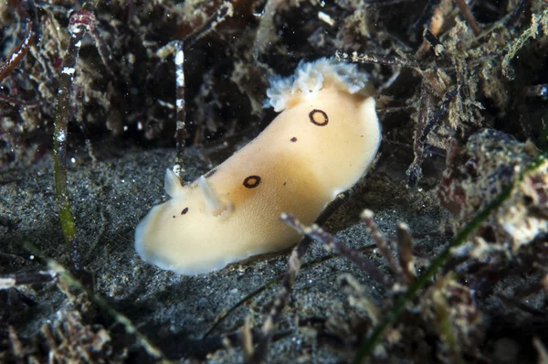 San Diego Dorid — Foto Stock