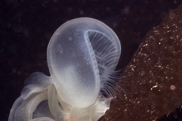 Kapuzenschnecke — Stockfoto