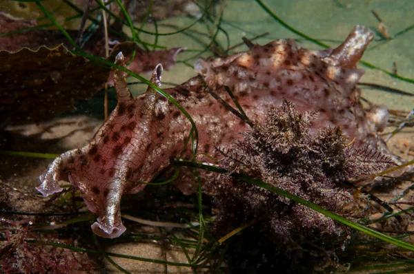 Sea Hare Nudibranch Life Form — 图库照片