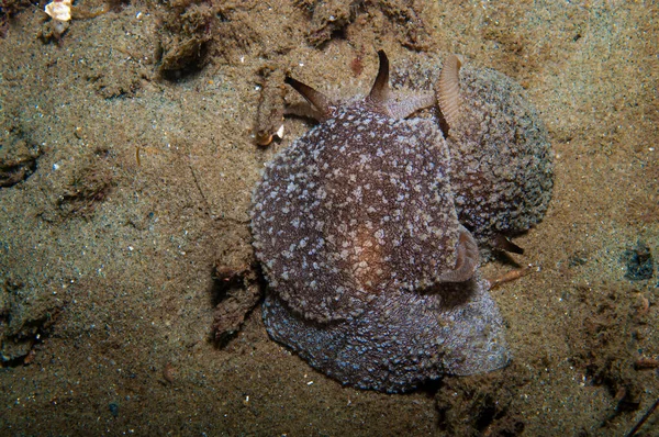 Ano Lateral Nudibranquio Apareamiento Fondo Del Océano —  Fotos de Stock