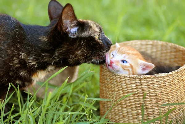 Mère chat et chaton — Photo