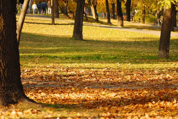 Efterårsparken - Stock-foto