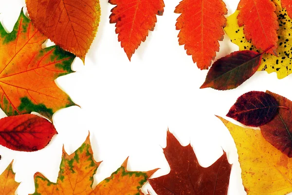 Осіннє листя кадру — стокове фото