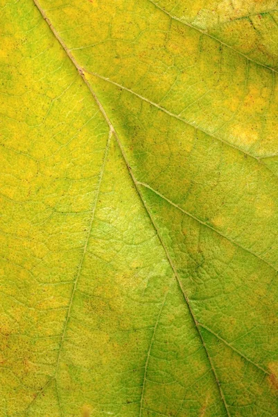 緑の秋の葉のテクスチャー — ストック写真