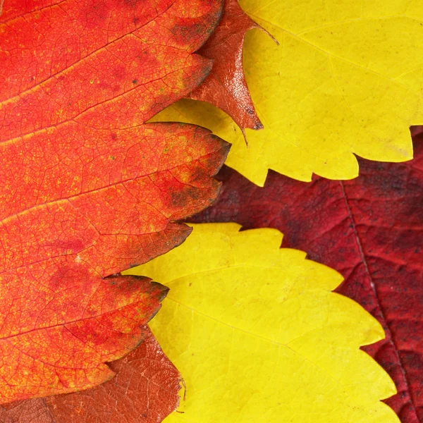 Hojas de otoño fondo — Foto de Stock