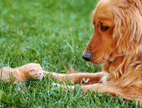 Hund och kattunge — Stockfoto