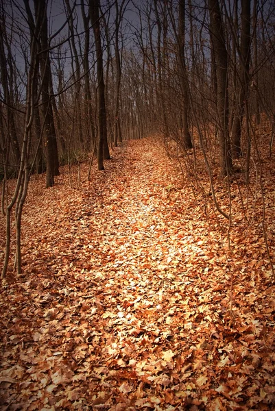 Percorso foresta autunnale — Foto Stock