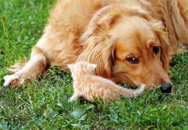 Hund och kattunge — Stockfoto