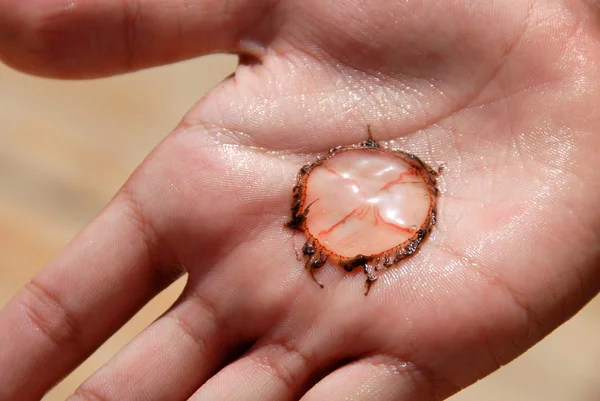 Jellyfish on palm — Stock Photo, Image