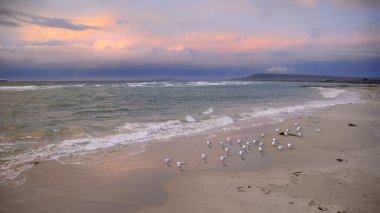 Seagulls gathered on an ocean beach at sunset