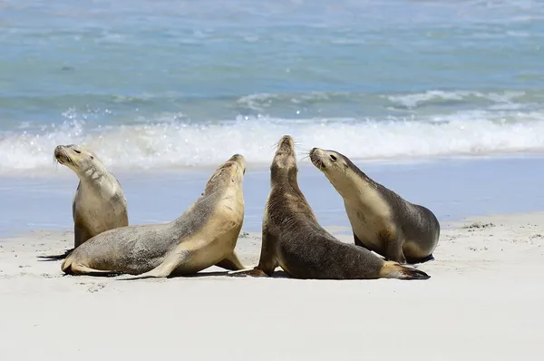 Australische zeeleeuwen, zegel bay, kangaroo-eiland, Zuid-Australië Rechtenvrije Stockfoto's