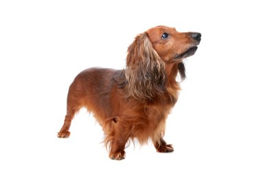 uzun saçlı standart dachshund köpek