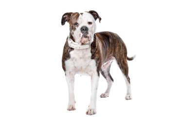 Amerikan bulldog