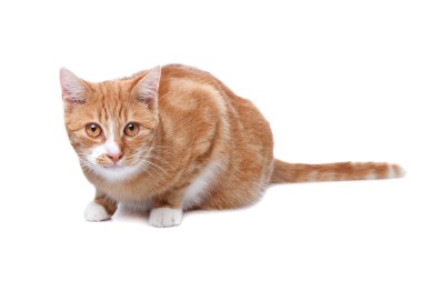 Kırmızı egzotik kısa saçlı maine coon kedi