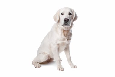 Golden retriever köpeği