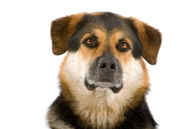 karışık cins köpek