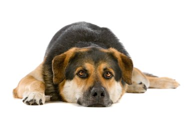karışık cins köpek