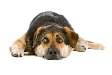 karışık cins köpek