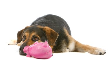 karışık cins köpek