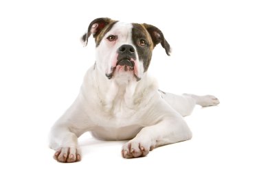 Amerikan bulldog yavrusu (5 aylık)