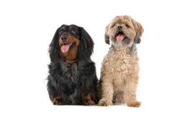 karışık cins köpek ve bir dachshund