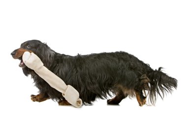 Dachshund isolated on white with a huge white bone clipart