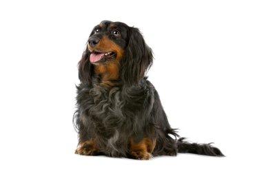 eski dachshund