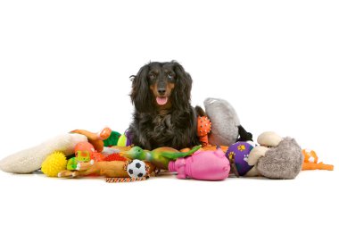 oyuncak bir yığın üzerinde oturan eski dachshund